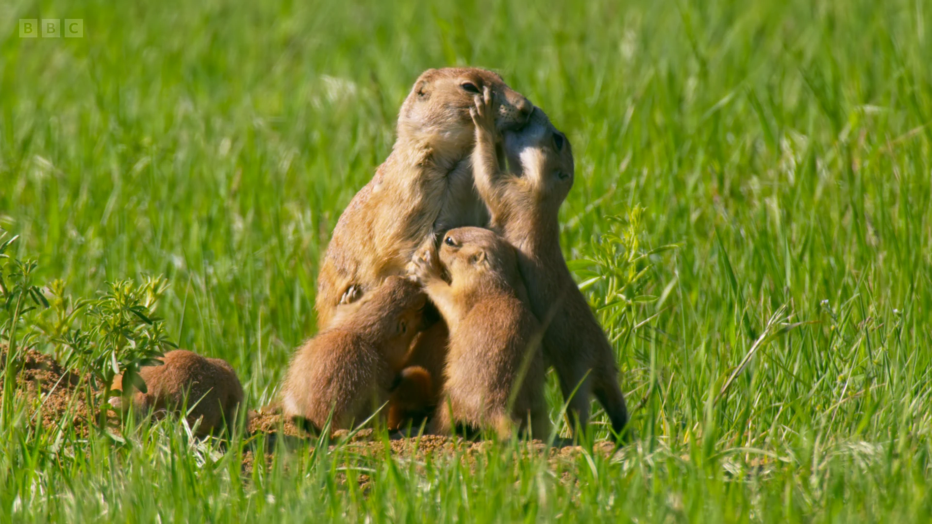 Black-tailed prairie dog (Cynomys ludovicianus) as shown in Seven Worlds, One Planet - North America
